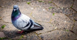 Уязвимость в сети биткоина использовали для добычи Pigeoncoin