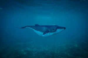 Исследование: «биткоин-киты» не манипулируют рынком